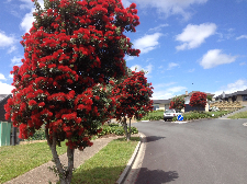 The New Zealand Christmas Tree